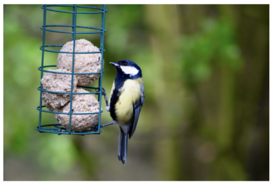 boule de graisses pour oiseau - optimoms